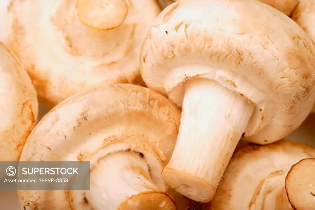 Close up of white mushrooms