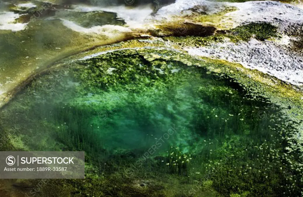 Algae in a hot spring in Yellowstone National Park, Wyoming, USA
