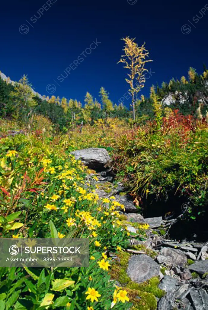 Meadow in Fall, Floe Lake, Kootenay National Park, British Columbia, Canada
