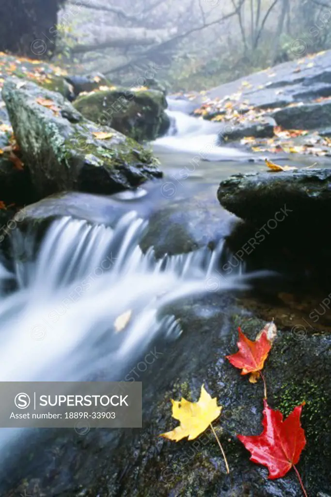 Small stream, Shenandoah National Park, Virginia, U.S.A.