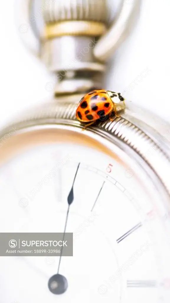 Closeup of a ladybug on a stopwatch