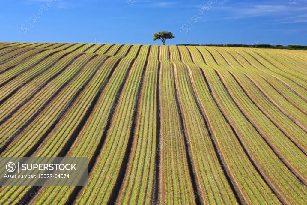 Tree in ploughed field, England, United Kingdom  