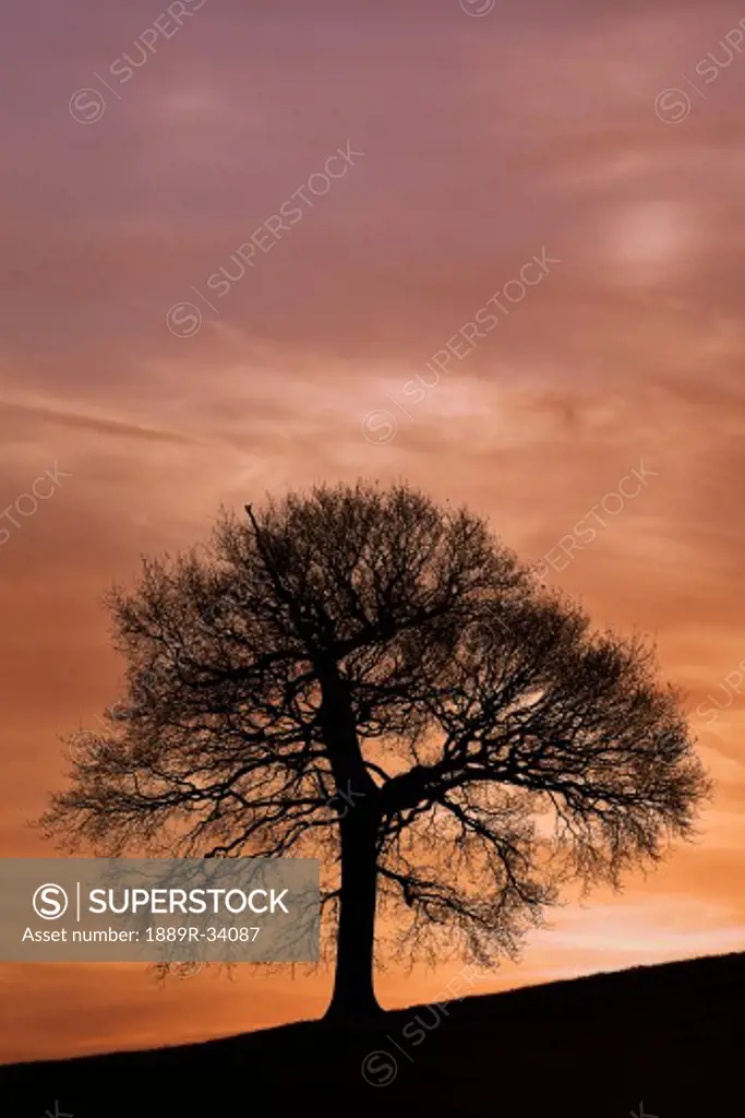 Tree against a sunset sky  
