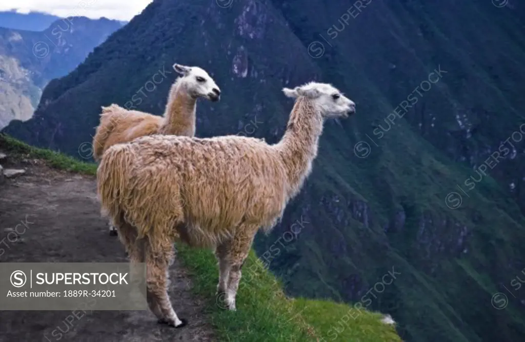 Llamas standing by a cliff at Machu Picchu, Andes Mountains, Peru, South America