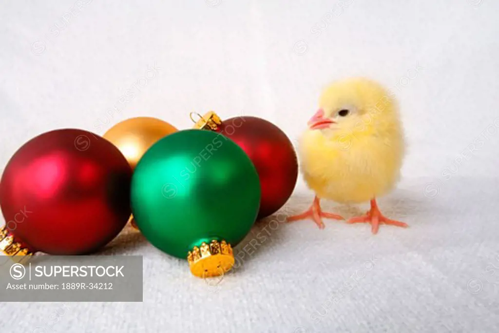 A baby chick beside Christmas ornaments