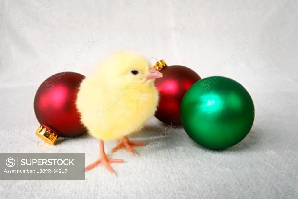 Chick with glass decorative balls