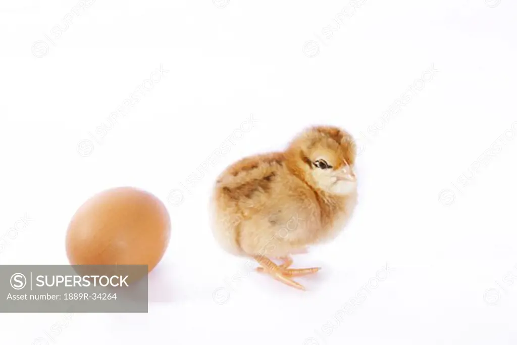 The chicken or the egg