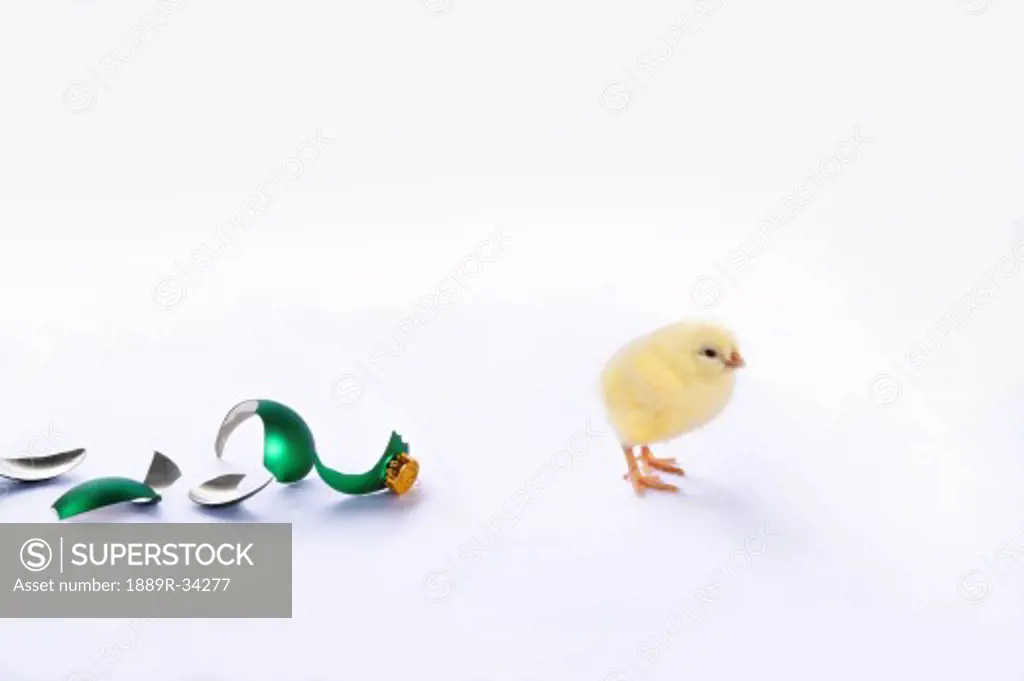 Baby chick with broken glass ball
