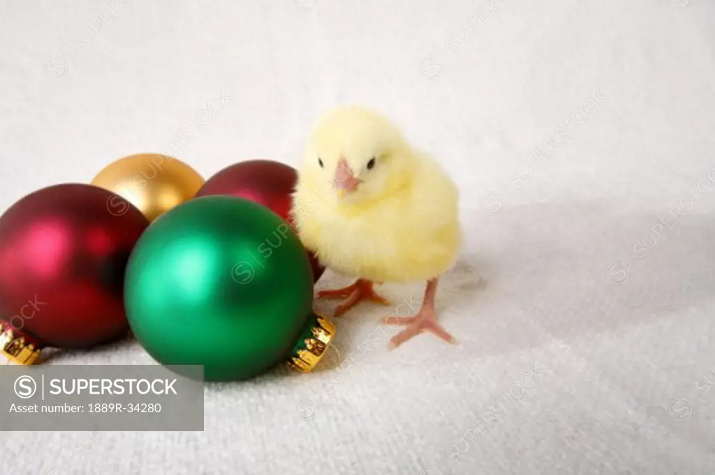 Baby chick and Christmas ornaments