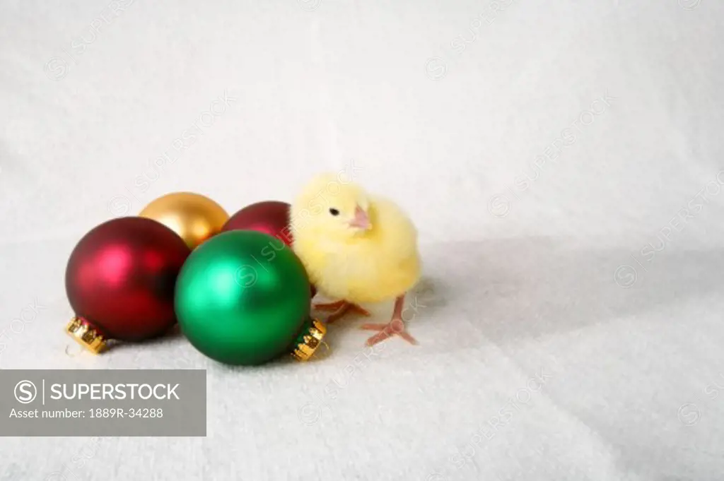 Baby chick with christmas decorations