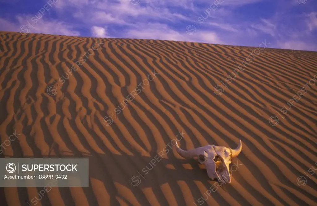 Skull in desert
