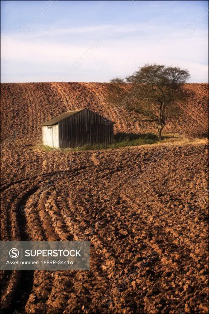 Barn and tree in ploughed field