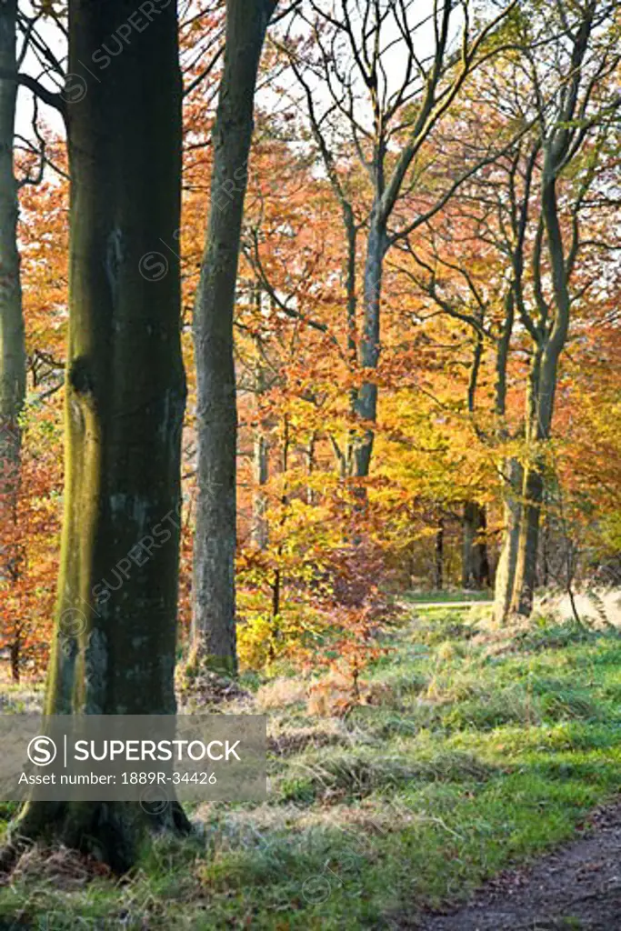 Trees in the fall, Peak District National Park, Derbyshire, England