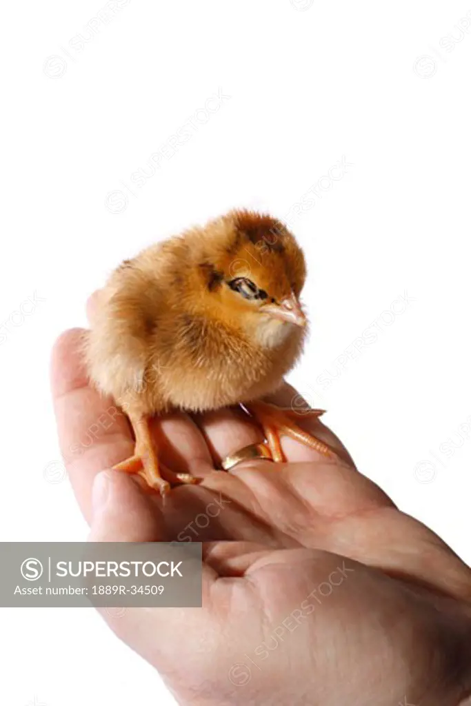Baby chick sitting on a hand