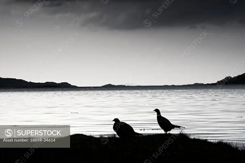 Lake and birds