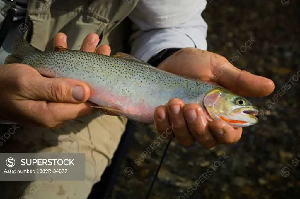 A Cutthroat Trout caught mountain river fly fishing