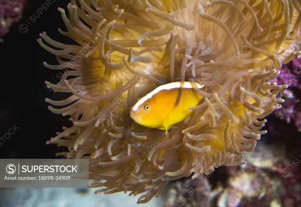 Fish in a sea anemone