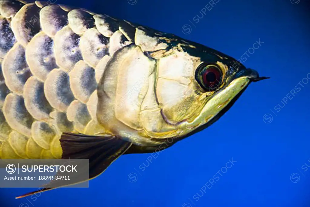 Closeup of a fish