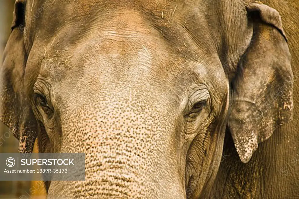 An elephant's face