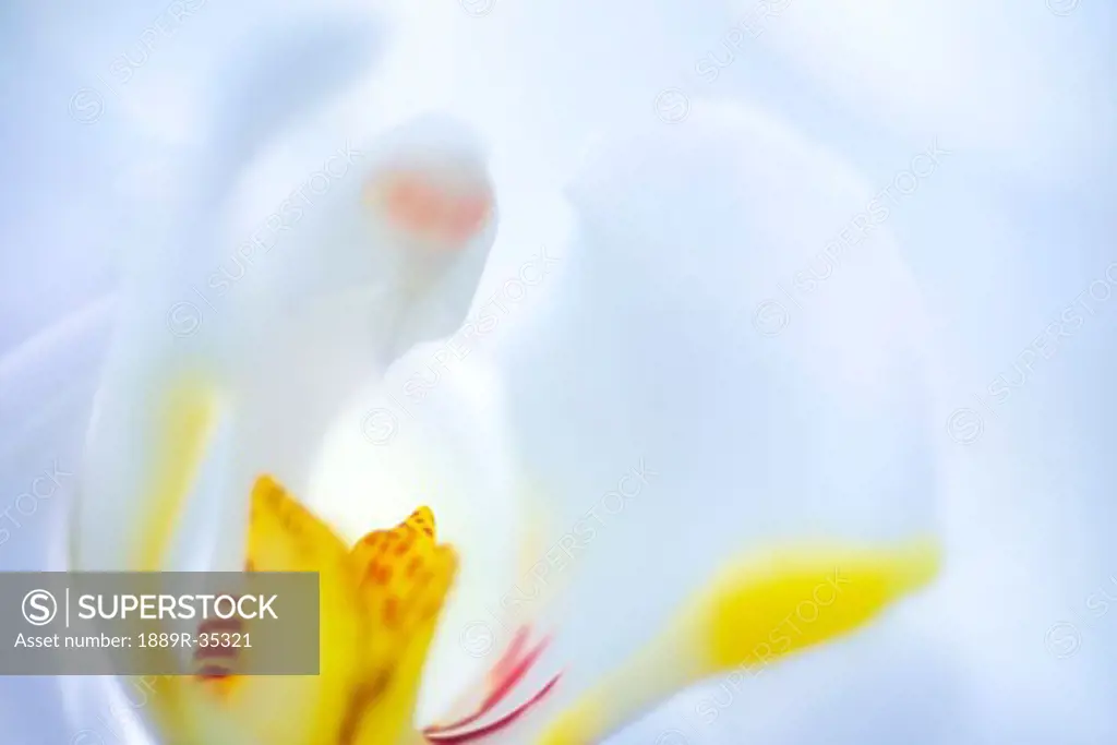Inside of a white flower