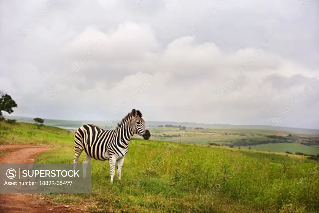 Zebra in the countryside, South Africa