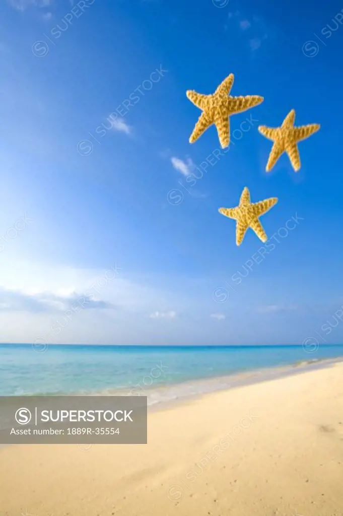 Starfish falling in front of the ocean