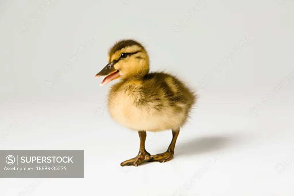 Duckling quacking