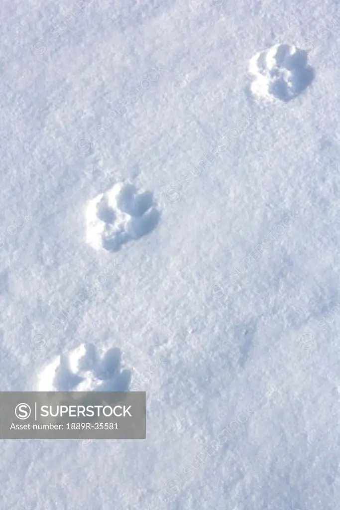Wolf tracks in the snow