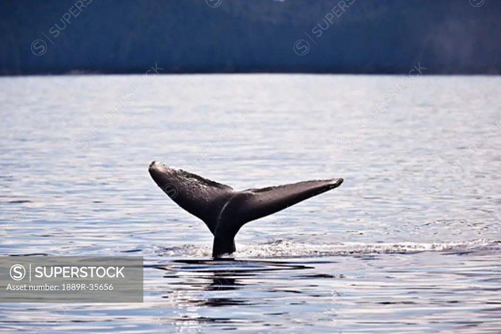 Humpback Whale, Megaptera novaengliae, South East Alaska, USA  