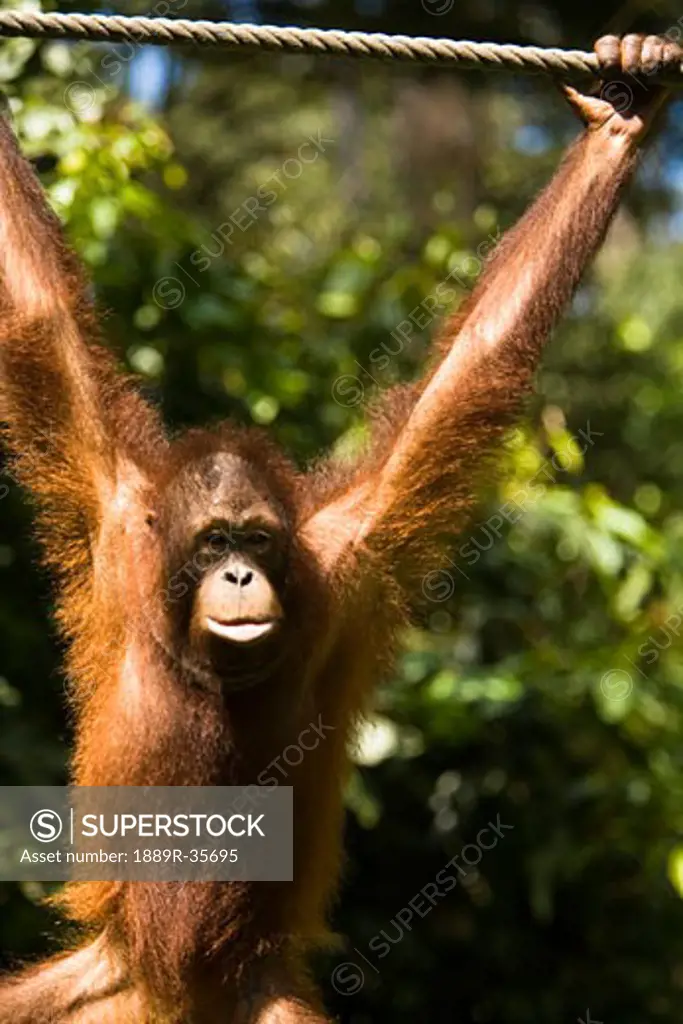 Juvenile Orangutan hanging on a rope