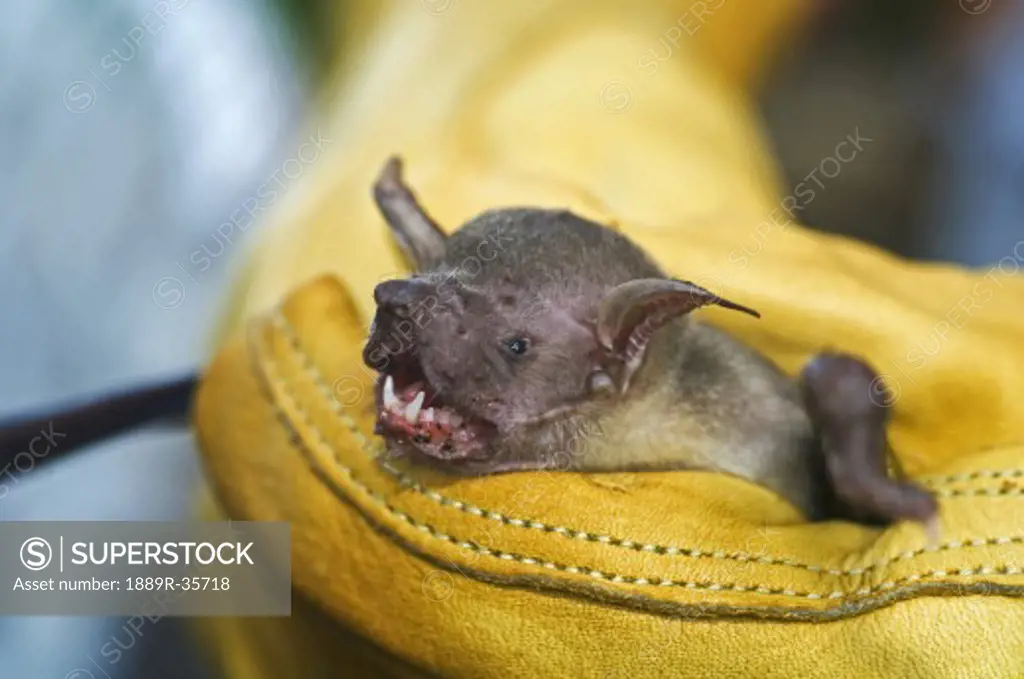 A fishing bat being held