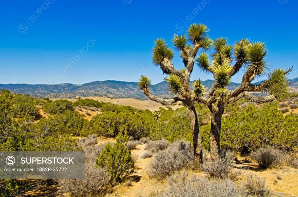 A lone Joshua Tree standing in the Tehachapi mountains of California, USA  