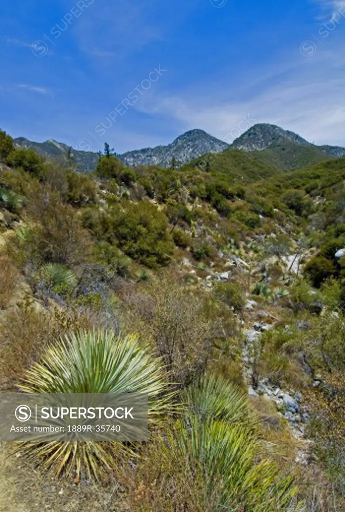 A trail in the San Gabriel mountains of Southern California, USA