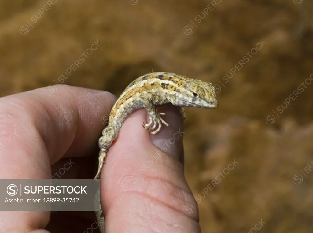 A Common Side-Blotched Lizard (Uta stansburiana)