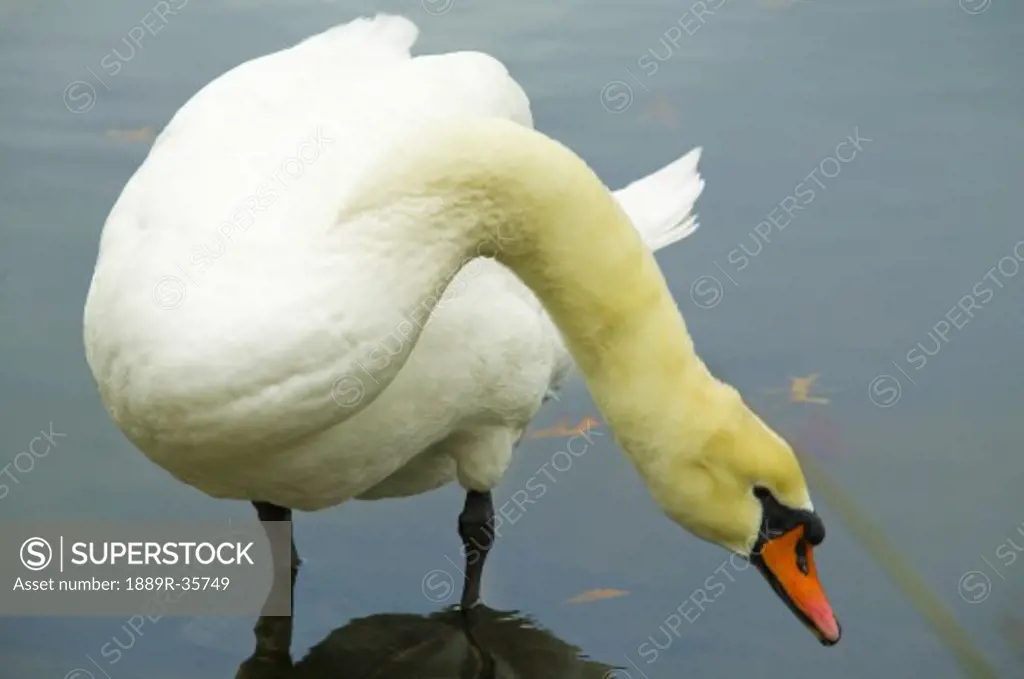 Swan (anserinae cygnus)