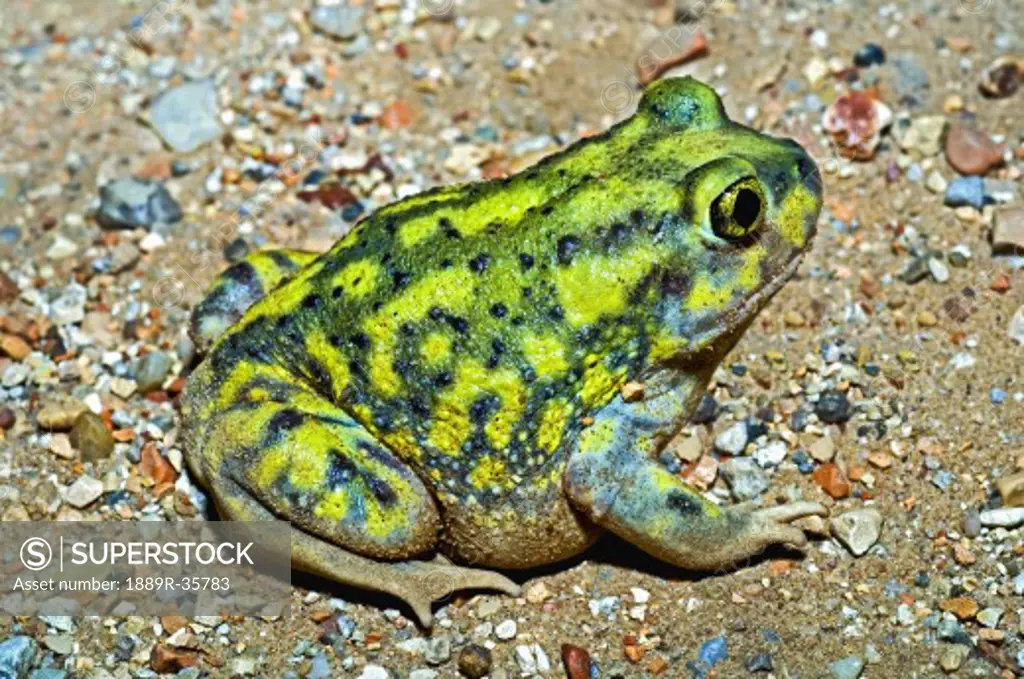 A Couch's Spadefoot toad