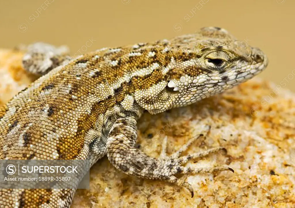 Side-blotched lizard (Uta stansburiana)