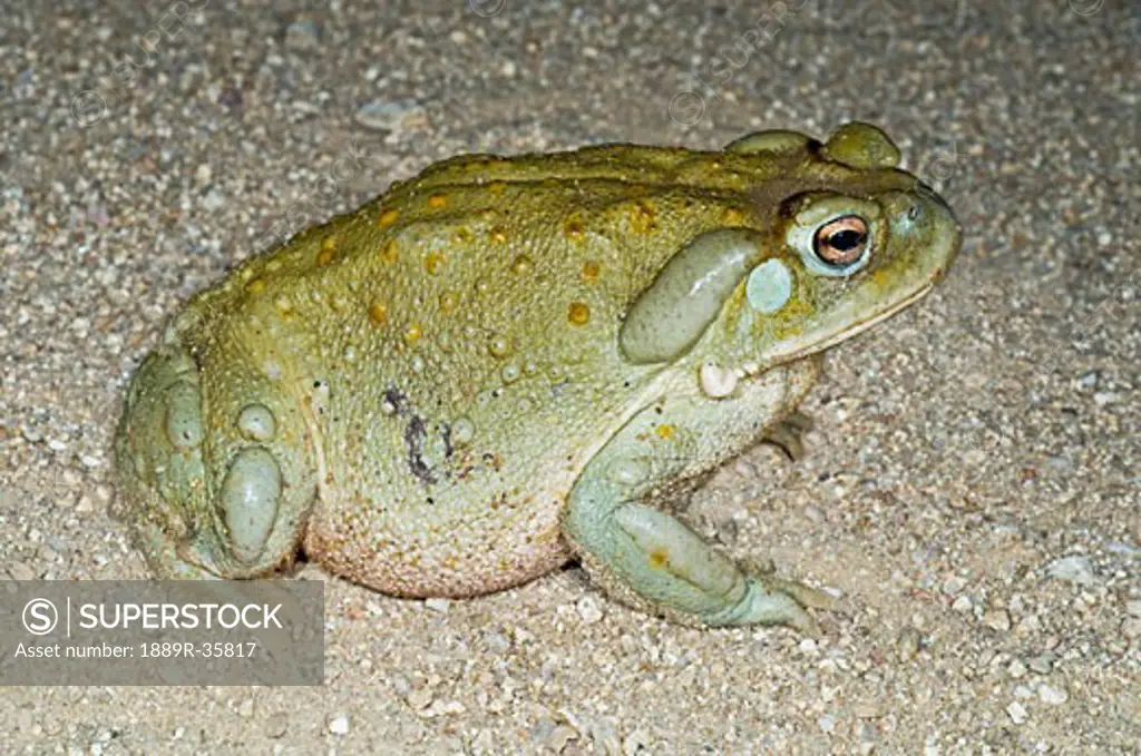 A Sonoran desert toad (Bufo alvarius)