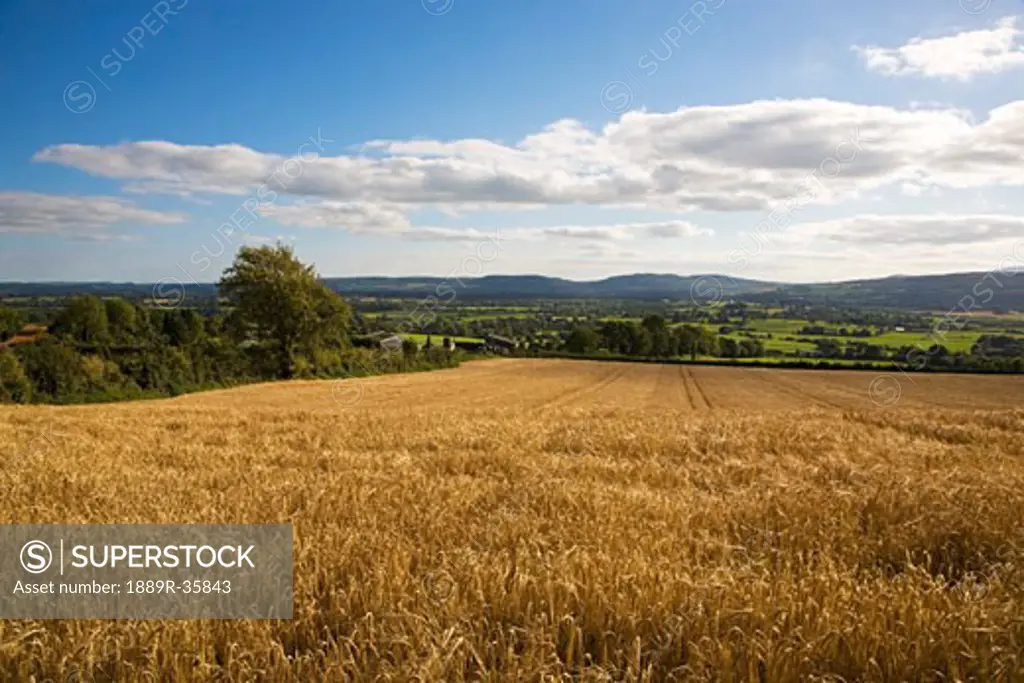 Barley field near Mooncoin, Co Kilkenny, Ireland  