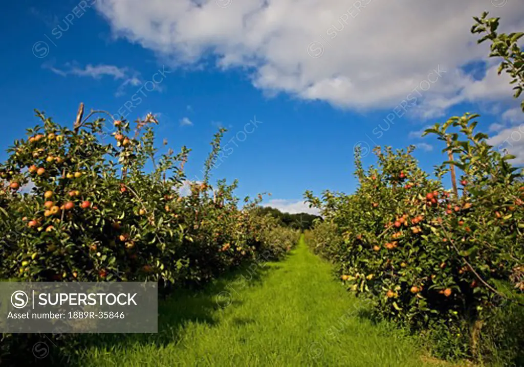 Apple Orchard near Newmarket, Co Kilkenny,  Ireland  