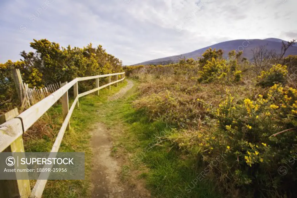 Mountain Path in Ireland