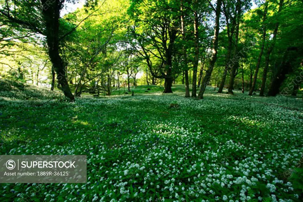 Wild Garlic blooming, Killarney National Park, County Kerry, Ireland
