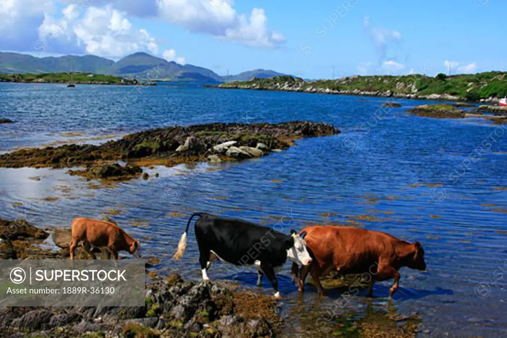 Cows in Sea, Near Eyeries, County Cork, Ireland
