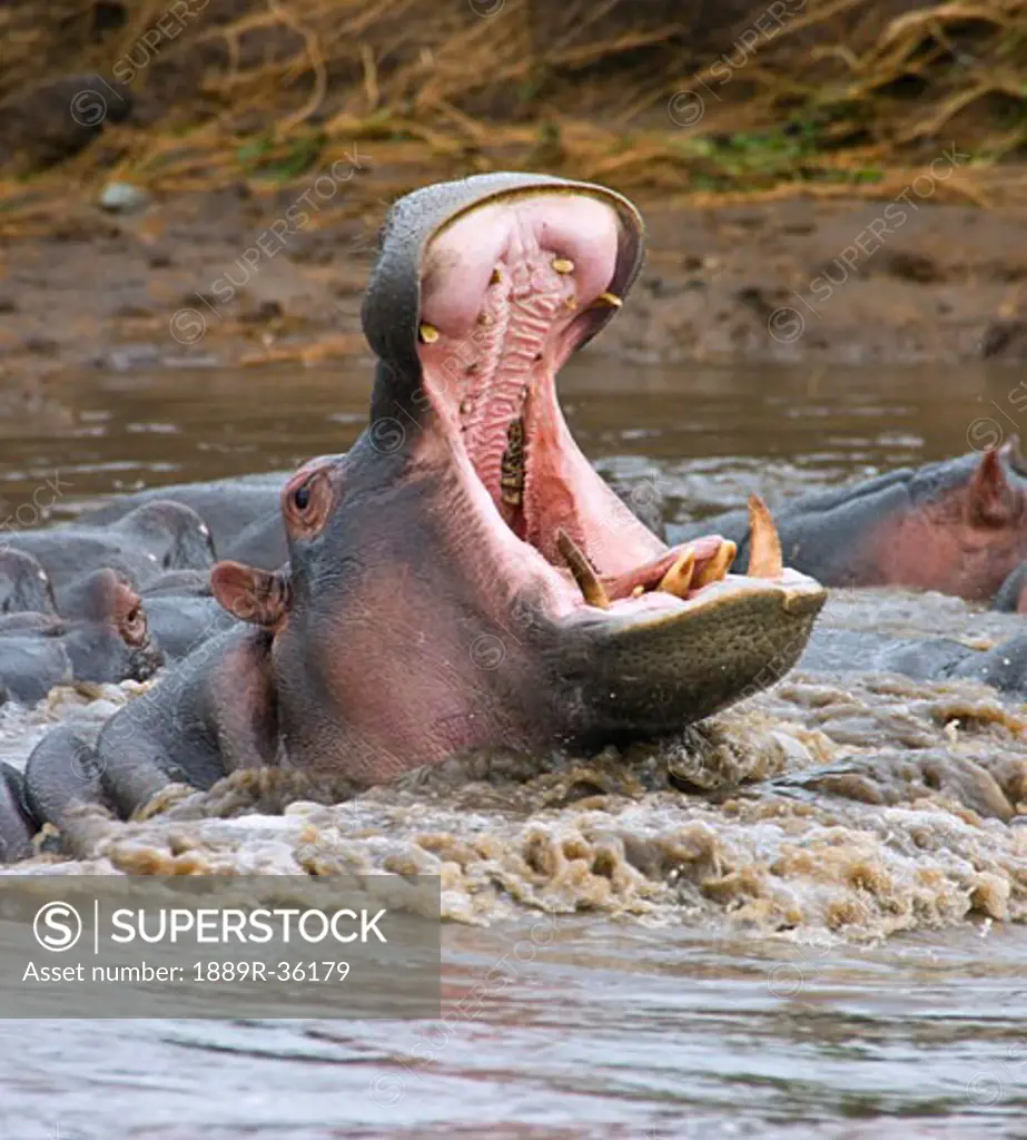 Yawning hippopotamus (Hippopotamus amphibius) at Serengeti National Park, Tanzania
