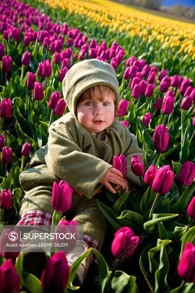 Toddler sitting in field of tulips