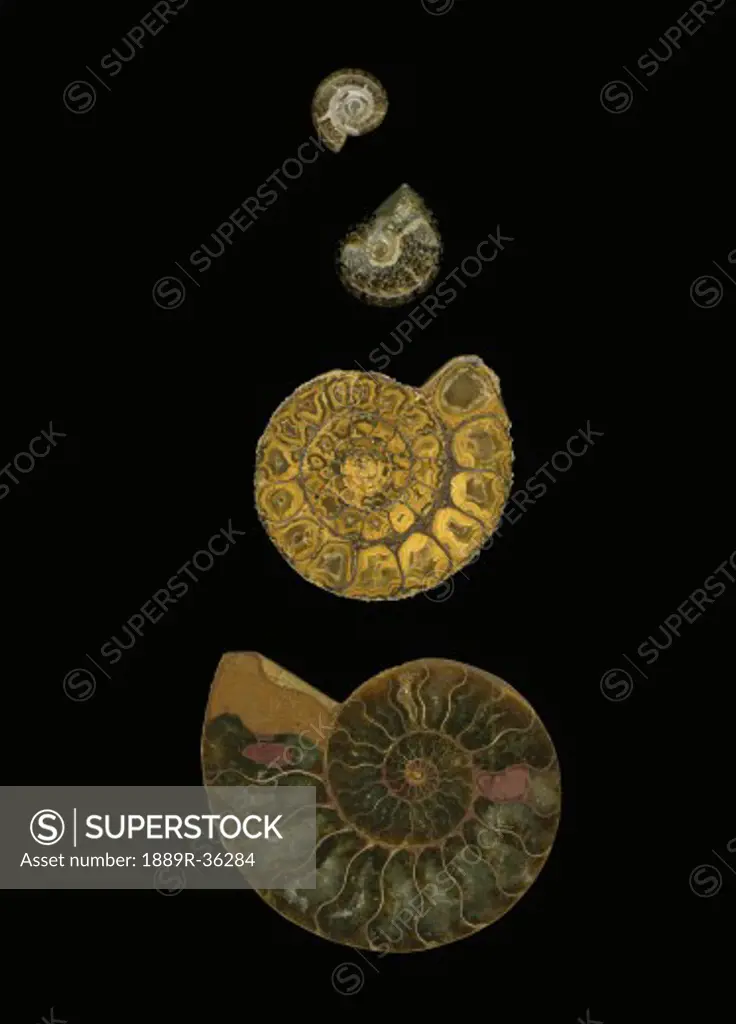 Fossilized sea shells (nautilus)