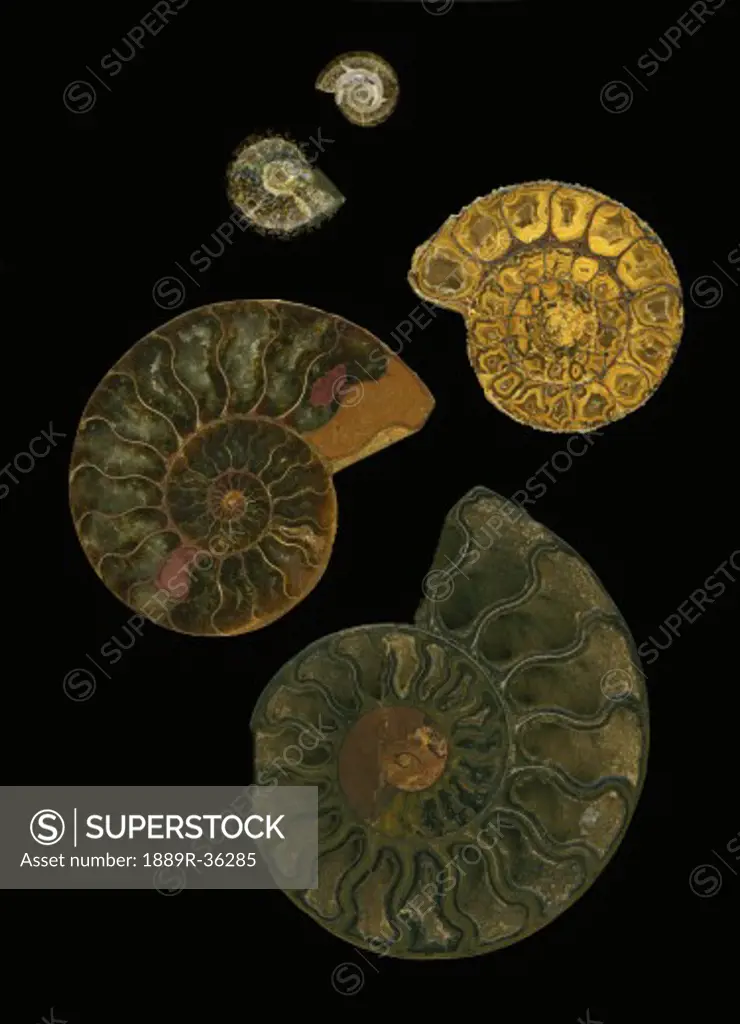 Fossilized sea and marine shells or nautilus