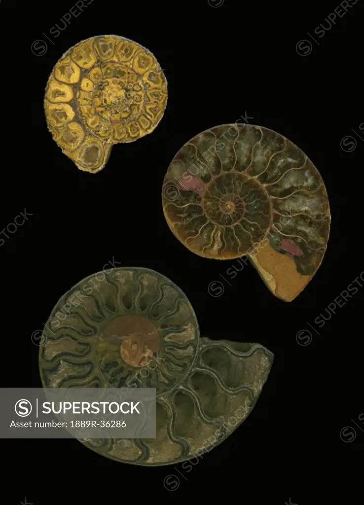 Fossilized sea and marine shells or nautilus