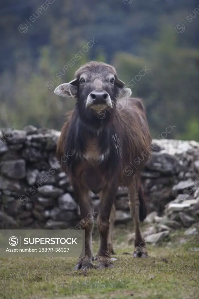 Water buffalo in Nepal, Asia