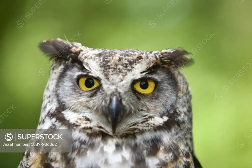 Great Horned owl (Bubo virginianus)